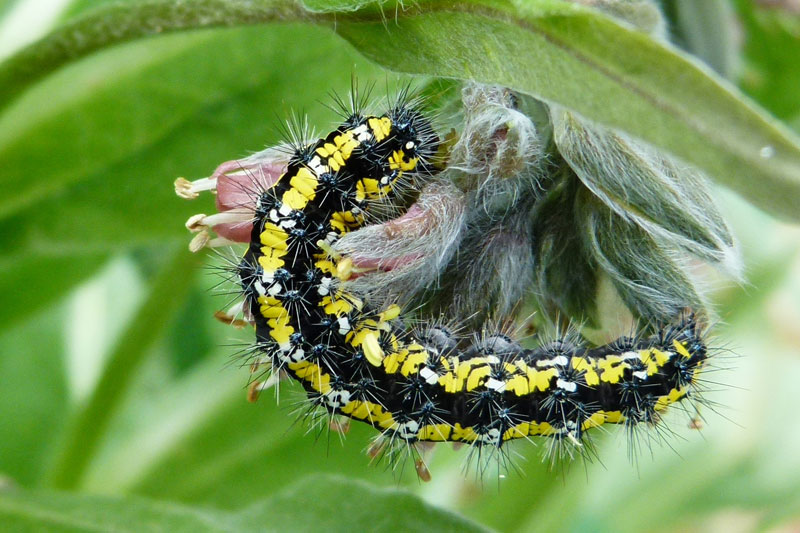 Bruco nero, giallo e bianco